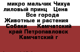 микро мальчик Чихуа лиловый принц › Цена ­ 90 - Все города Животные и растения » Собаки   . Камчатский край,Петропавловск-Камчатский г.